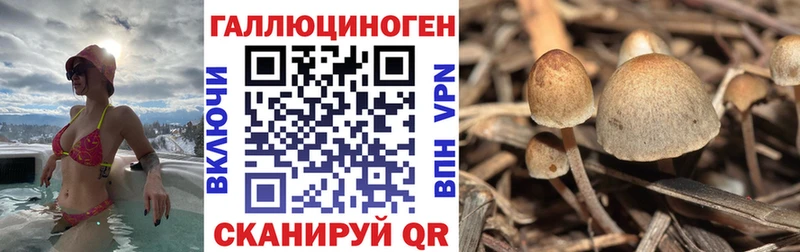 omg как зайти  наркотики  Шелехов  Галлюциногенные грибы Magic Shrooms 